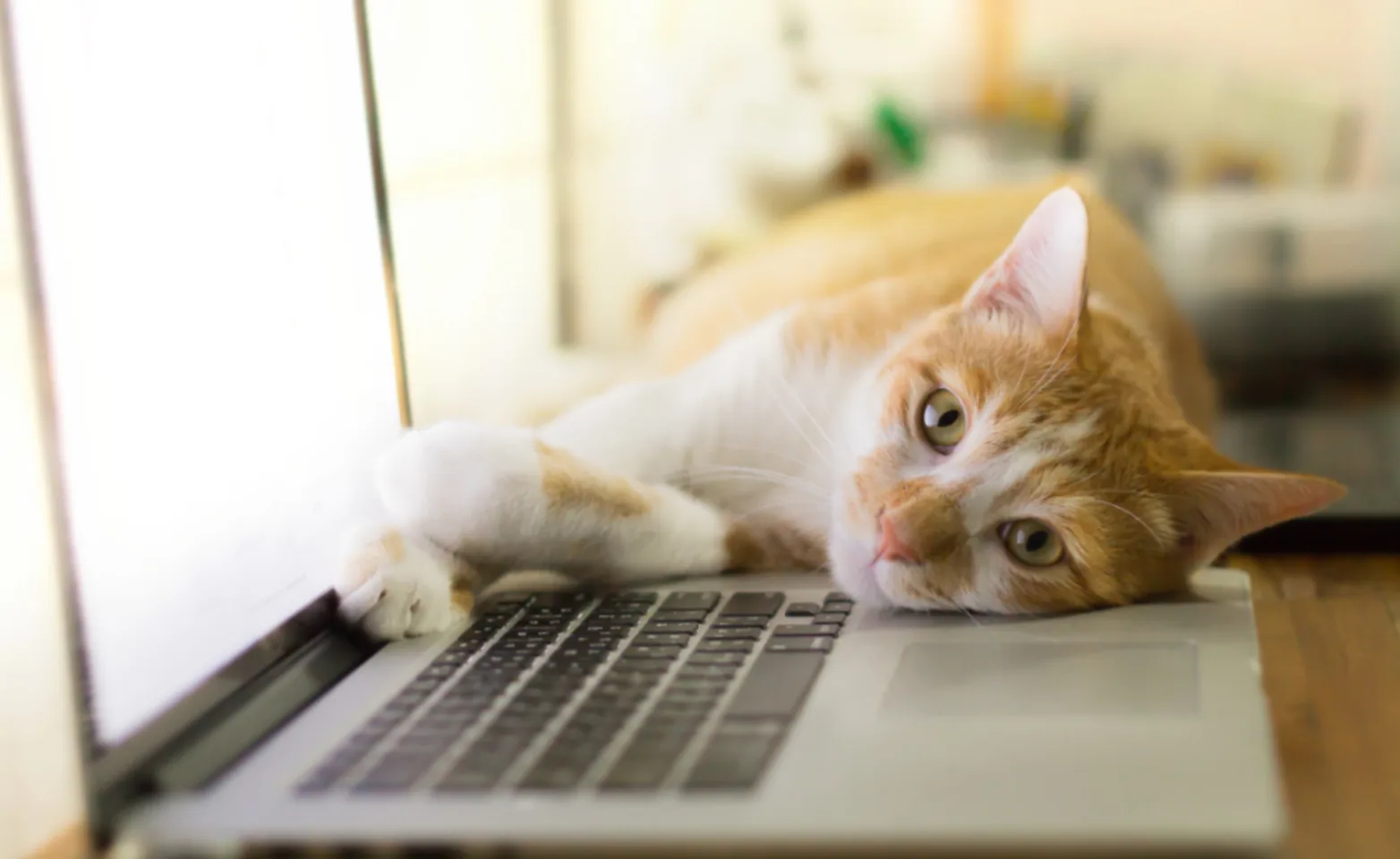 Orange Cat Lying Next to Laptop