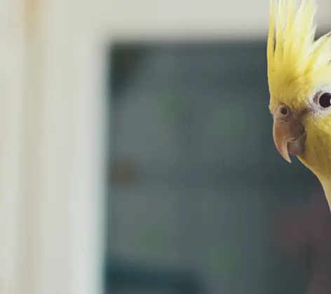 Yellow bird being held on someones hand Yellow bird being held on someones hand