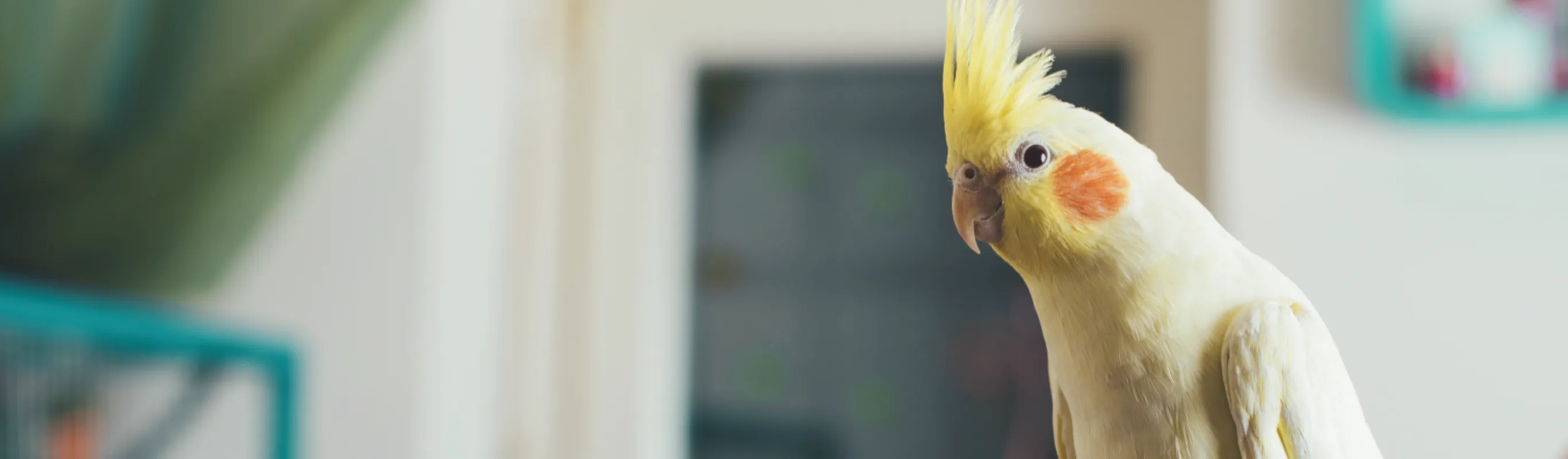 Yellow bird being held on someones hand