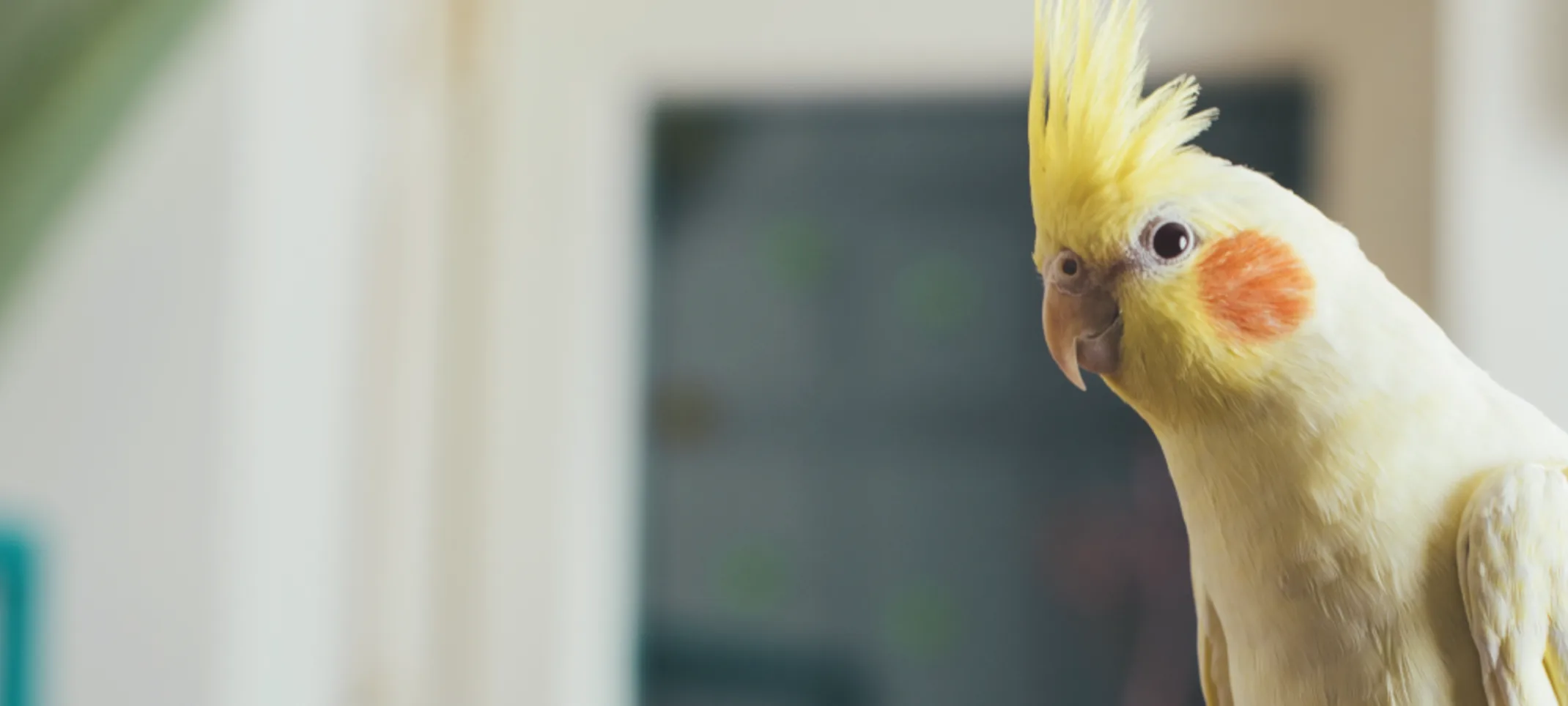 Yellow bird being held on someones hand