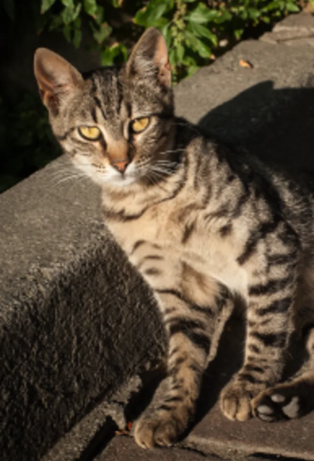 Cat laying down on the sidewalk