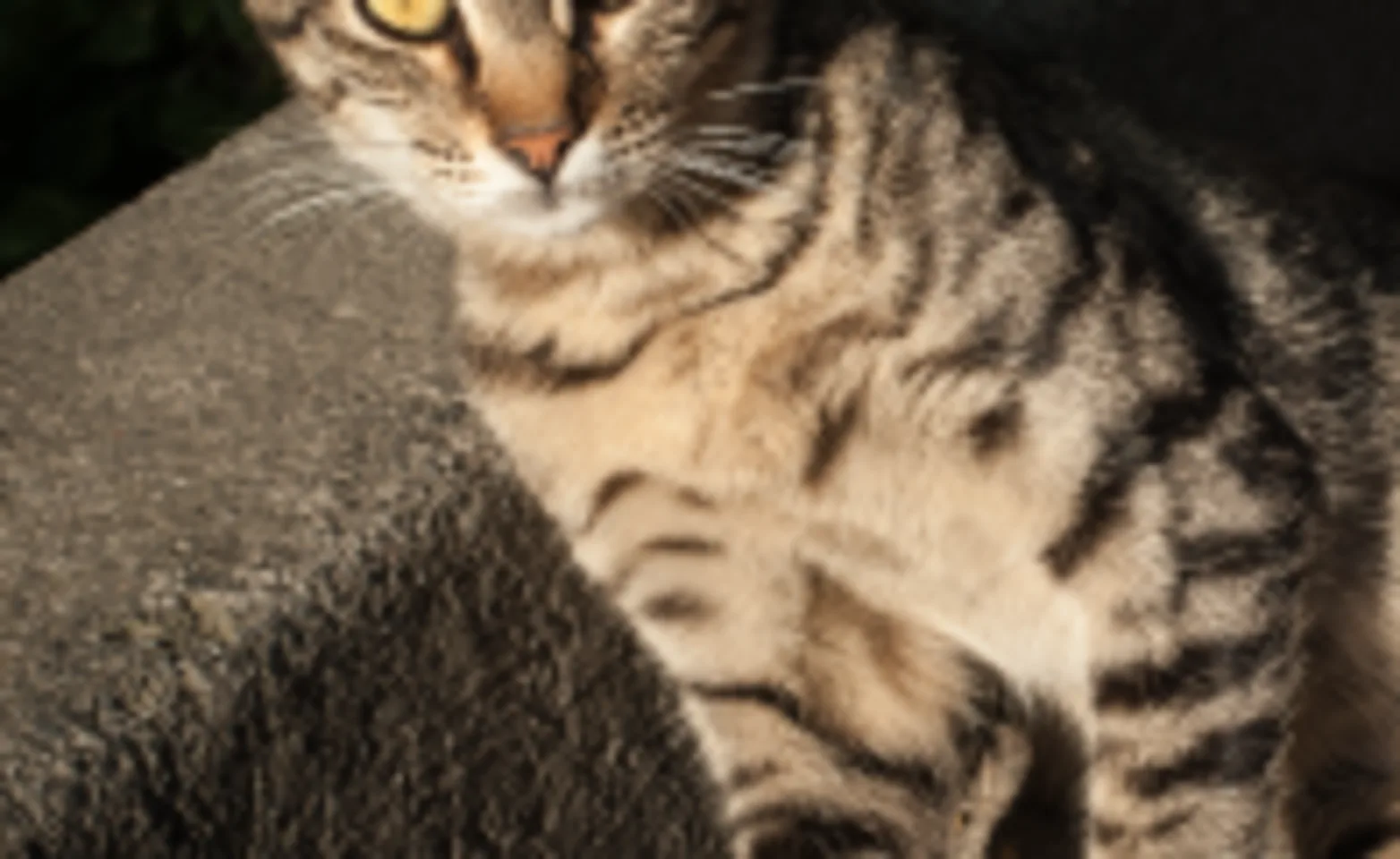 Cat laying down on the sidewalk Cat laying down on the sidewalk
