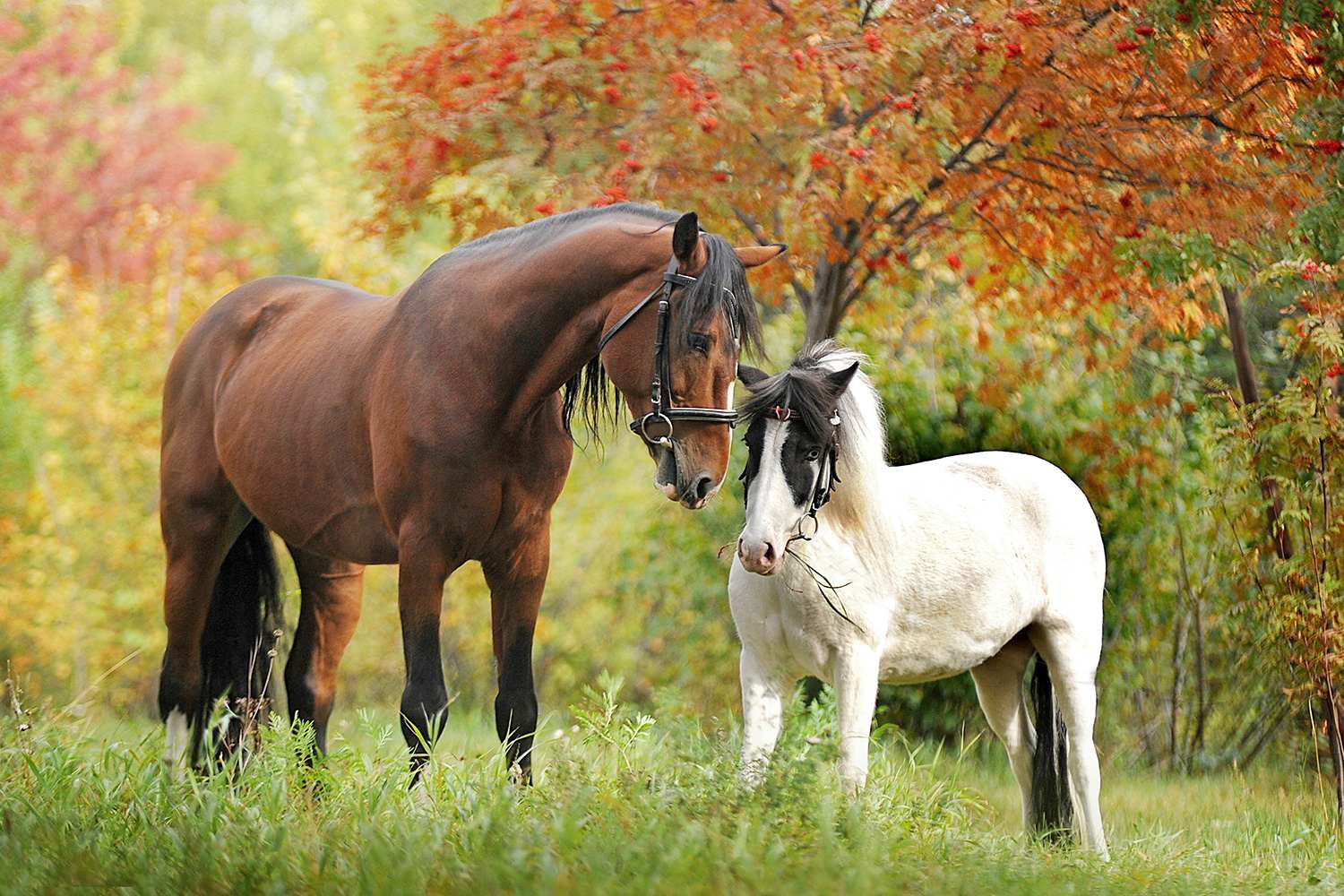 A brown horse and a white horse standing in a field of grass