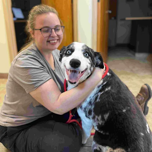 A Very Happy Dog Smiling at the Camera A Very Happy Dog Smiling at the Camera