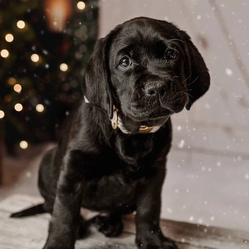 Dr Jessica Robertson Dr Jessica Robertson