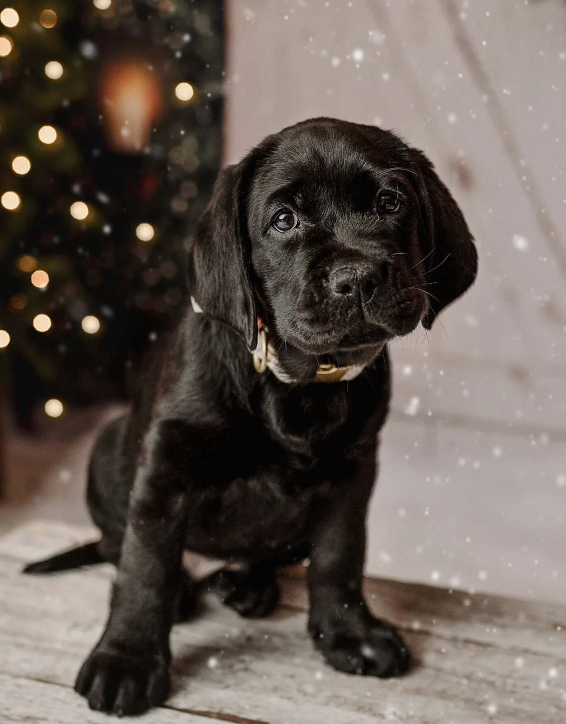 Dr Jessica Robertson Dr Jessica Robertson