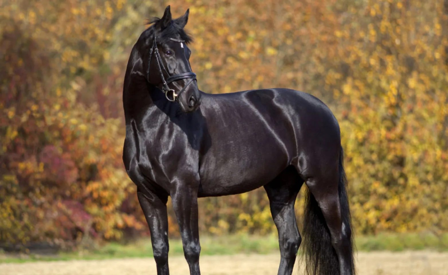 Black horse looking off to the right in a rural setting. Black horse looking off to the right in a rural setting.