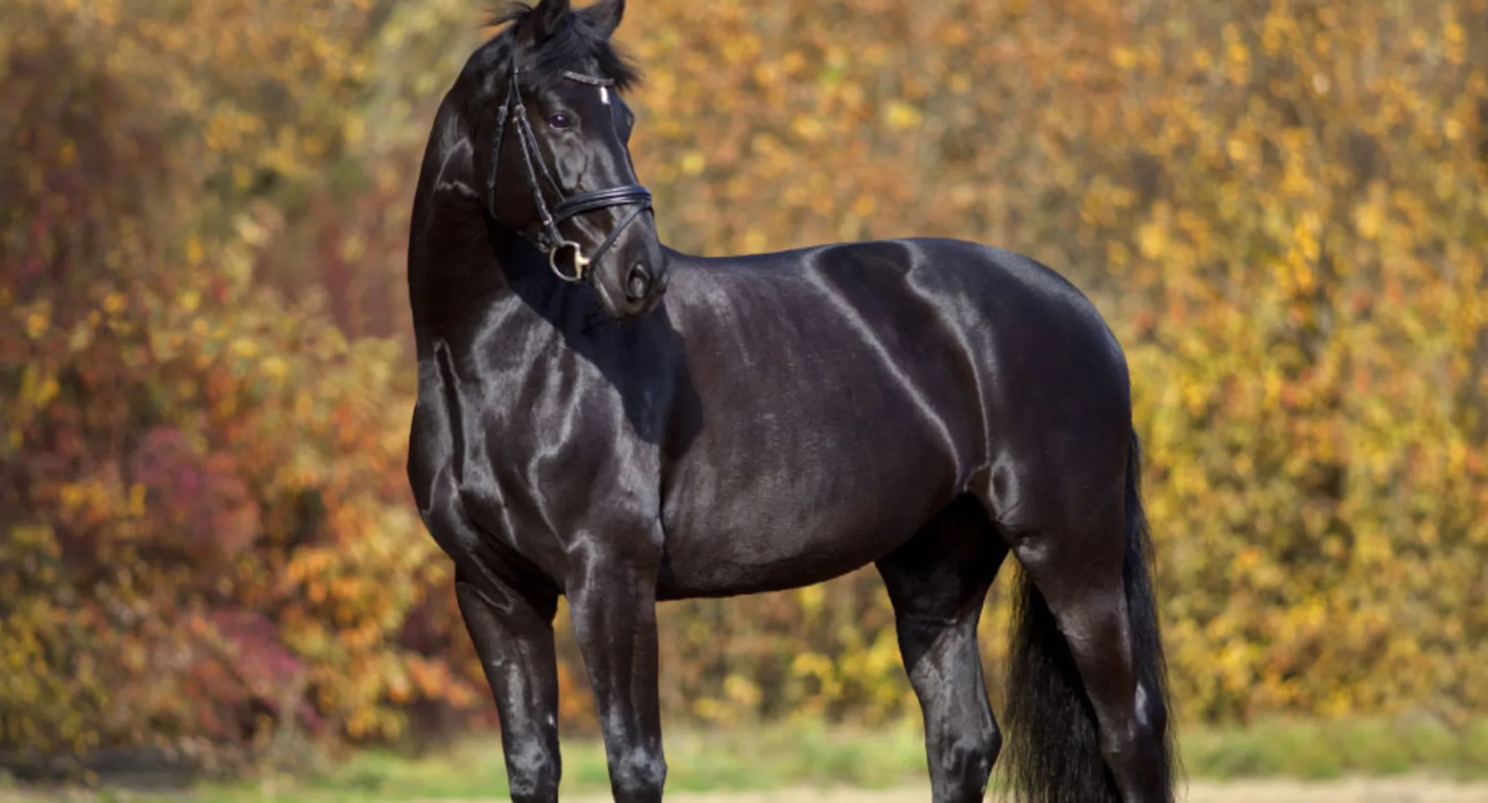 Black horse looking off to the right in a rural setting.