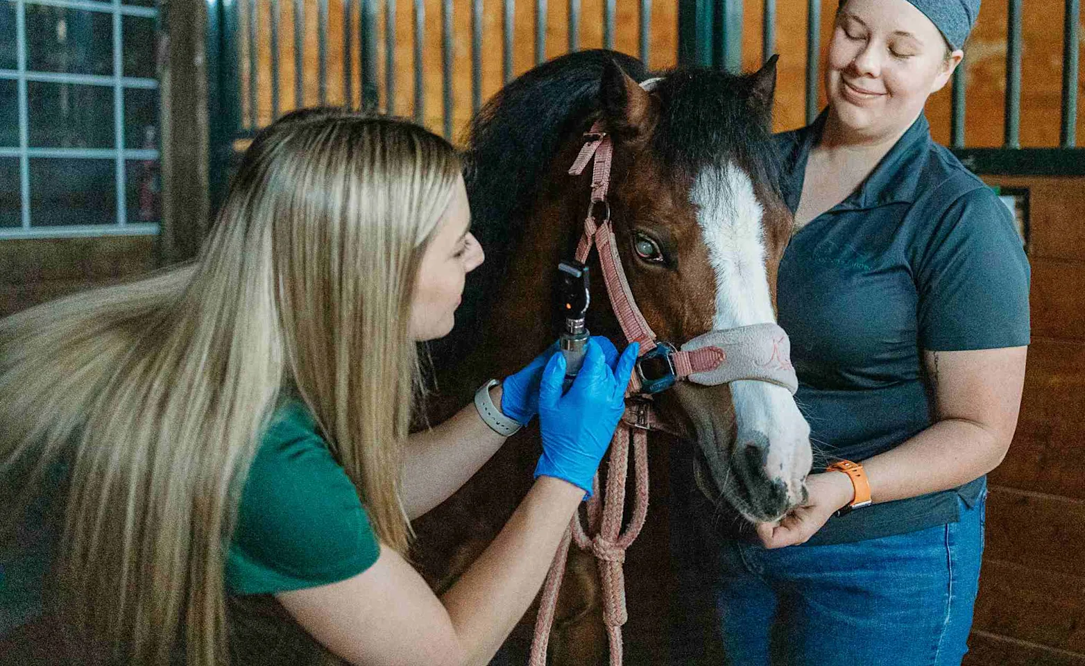 One staff member holding a horse while another examines it's eyes One staff member holding a horse while another examines it's eyes