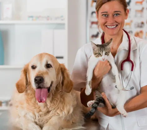 Older dog and cat getting examined by doctor