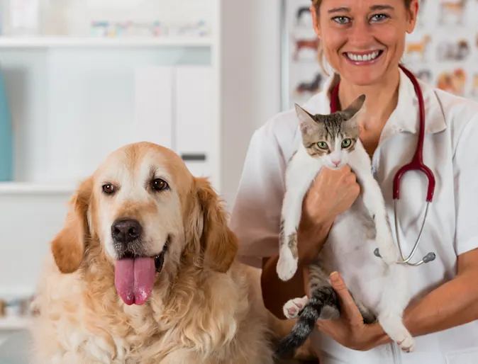 Older dog and cat getting examined by doctor