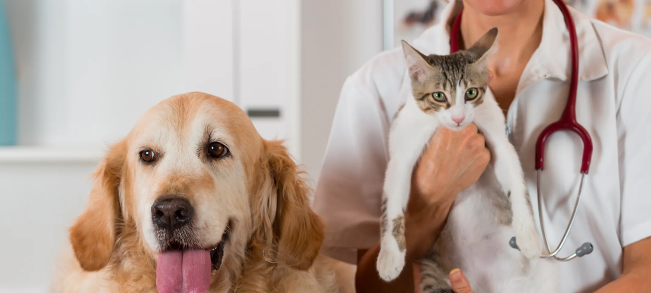 Older dog and cat getting examined by doctor