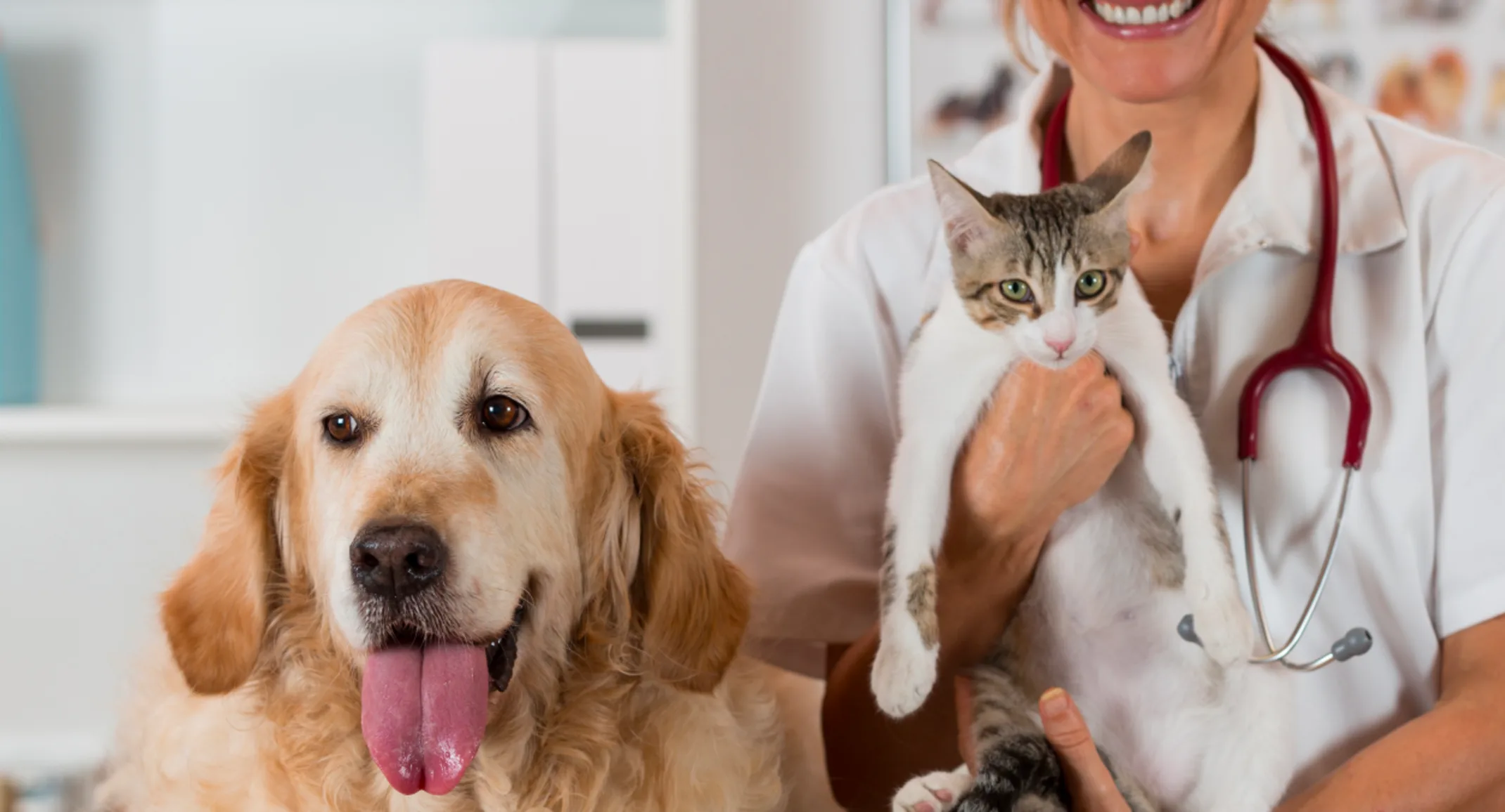 Older dog and cat getting examined by doctor