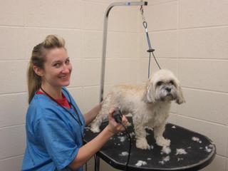 Florissant Animal Hospital Grooming