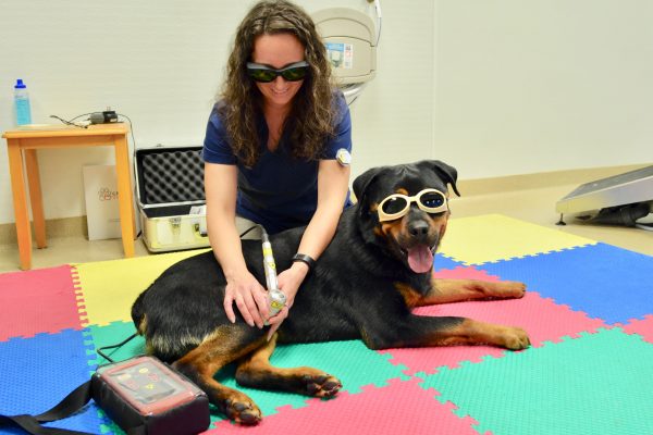Staff member with a large black and brown dog wearing protective glasses at Companion Animal Hospital