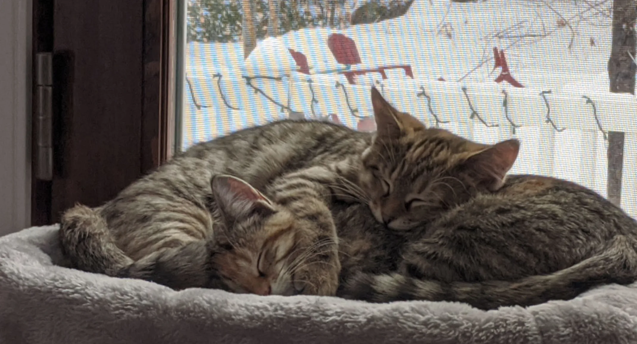 two intertwined sleeping grey kittens two intertwined sleeping grey kittens