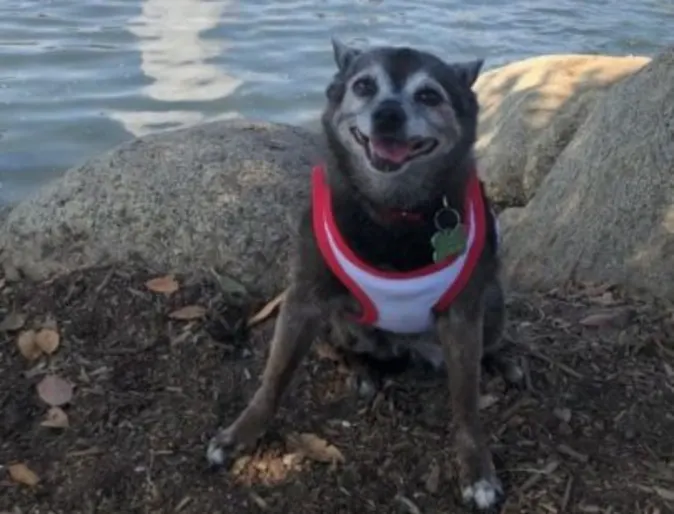 Samus the dog sitting by a body of water Samus the dog sitting by a body of water