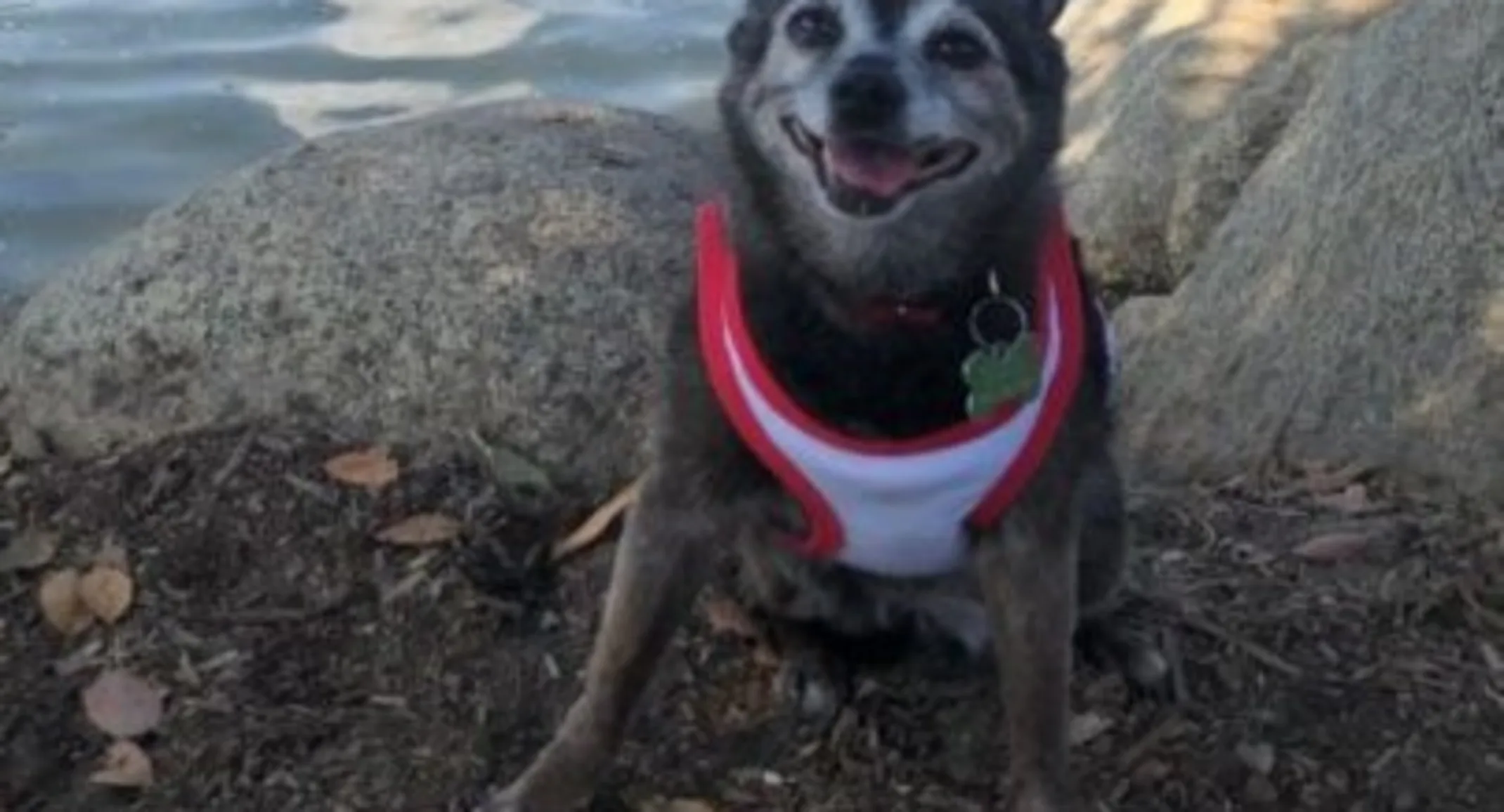 Samus the dog sitting by a body of water Samus the dog sitting by a body of water