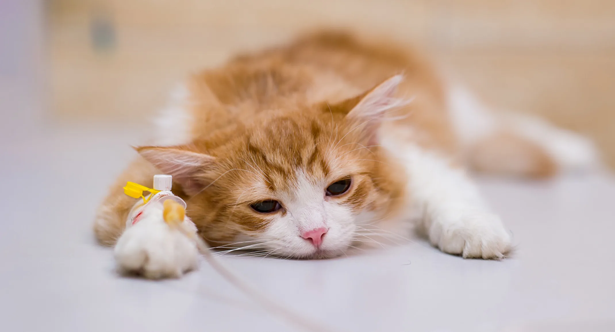 Orange cat with iv under anesthesia Orange cat with iv under anesthesia