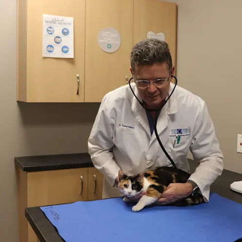 TH Cat Exam TH Cat Exam