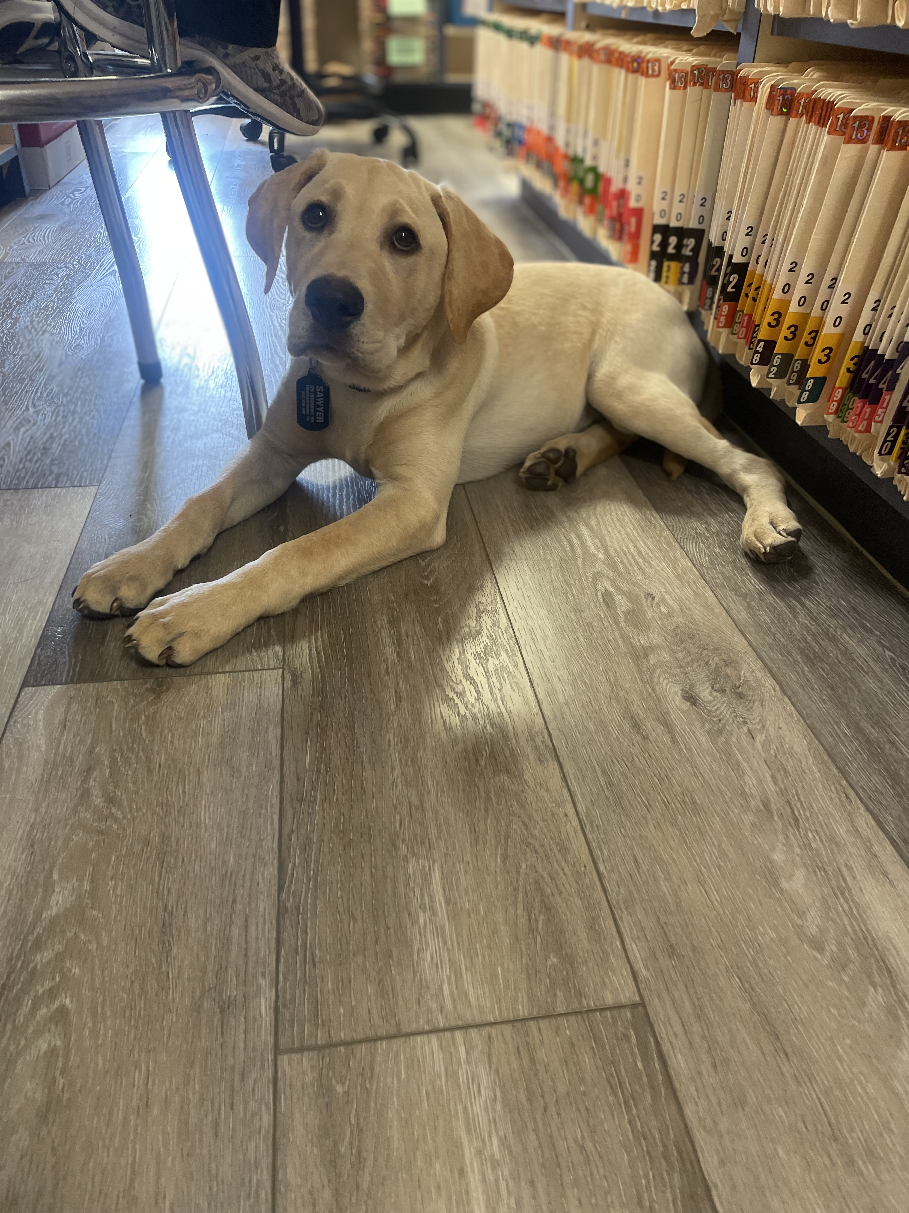 Dog Next to Files at Ferry Farm Animal Clinic