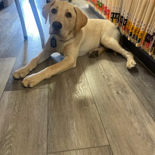 Dog Next to Files at Ferry Farm Animal Clinic Dog Next to Files at Ferry Farm Animal Clinic