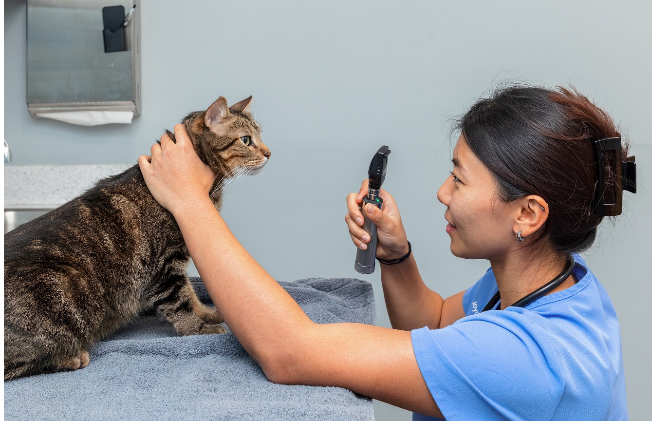 Dr. Lin examining cat eye