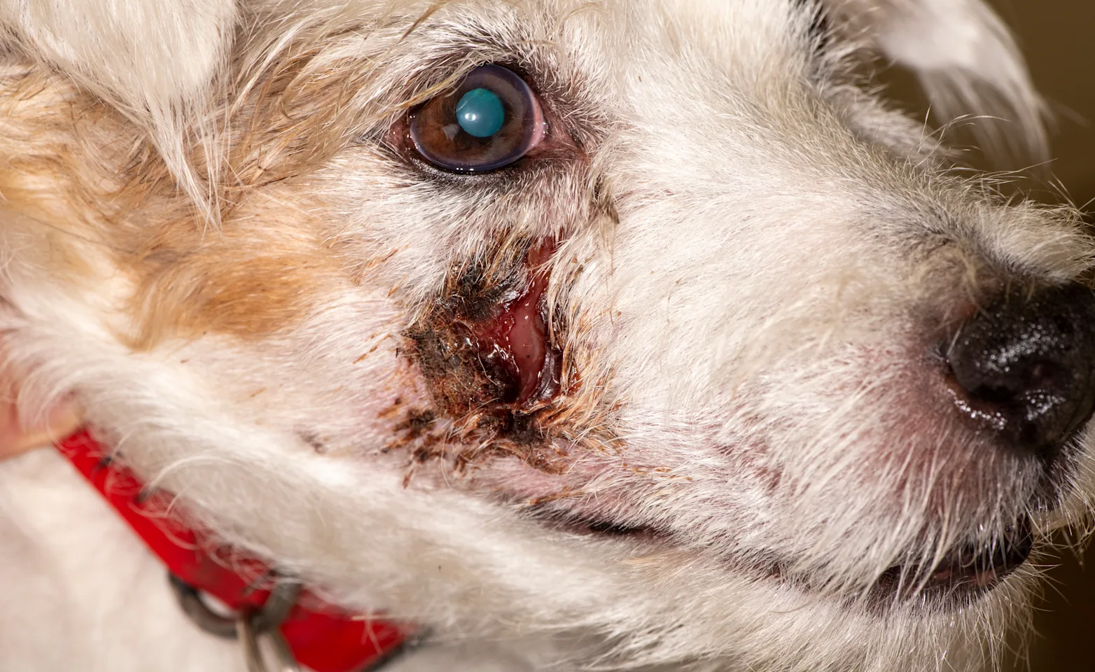 Facial Swelling Facial Swelling