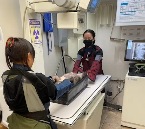 technicians performing radiographs on a patient technicians performing radiographs on a patient