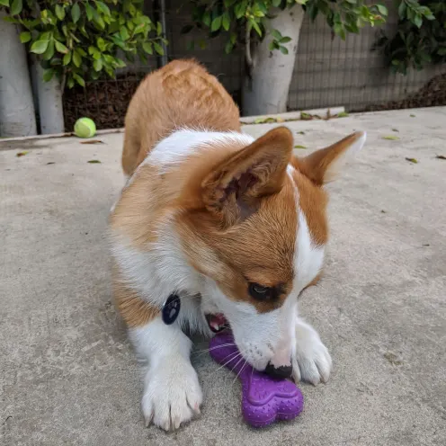 Dog playing with a purple bone