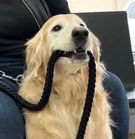 Golden Retriever biting a black rope.
