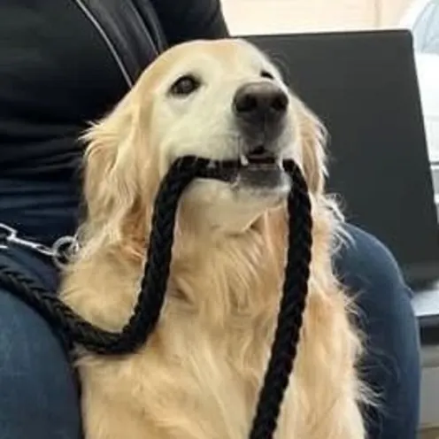 Major Golden Retriever biting a black rope.