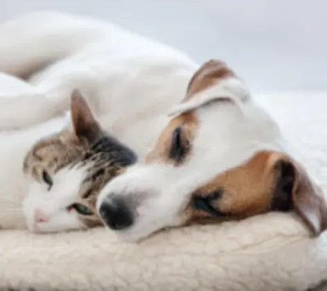 Dog and Cat sleeping together Dog and Cat sleeping together