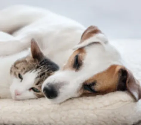 Dog and Cat sleeping together