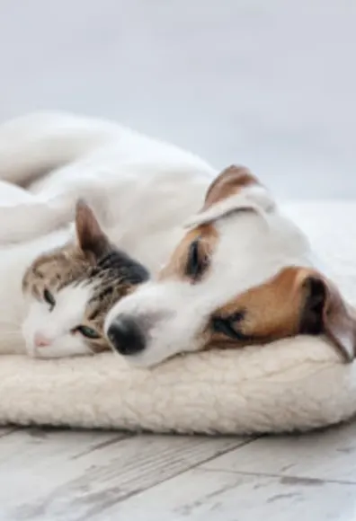 Dog and Cat sleeping together