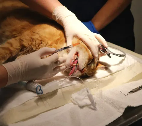 Orange cat receiving dental surgery.