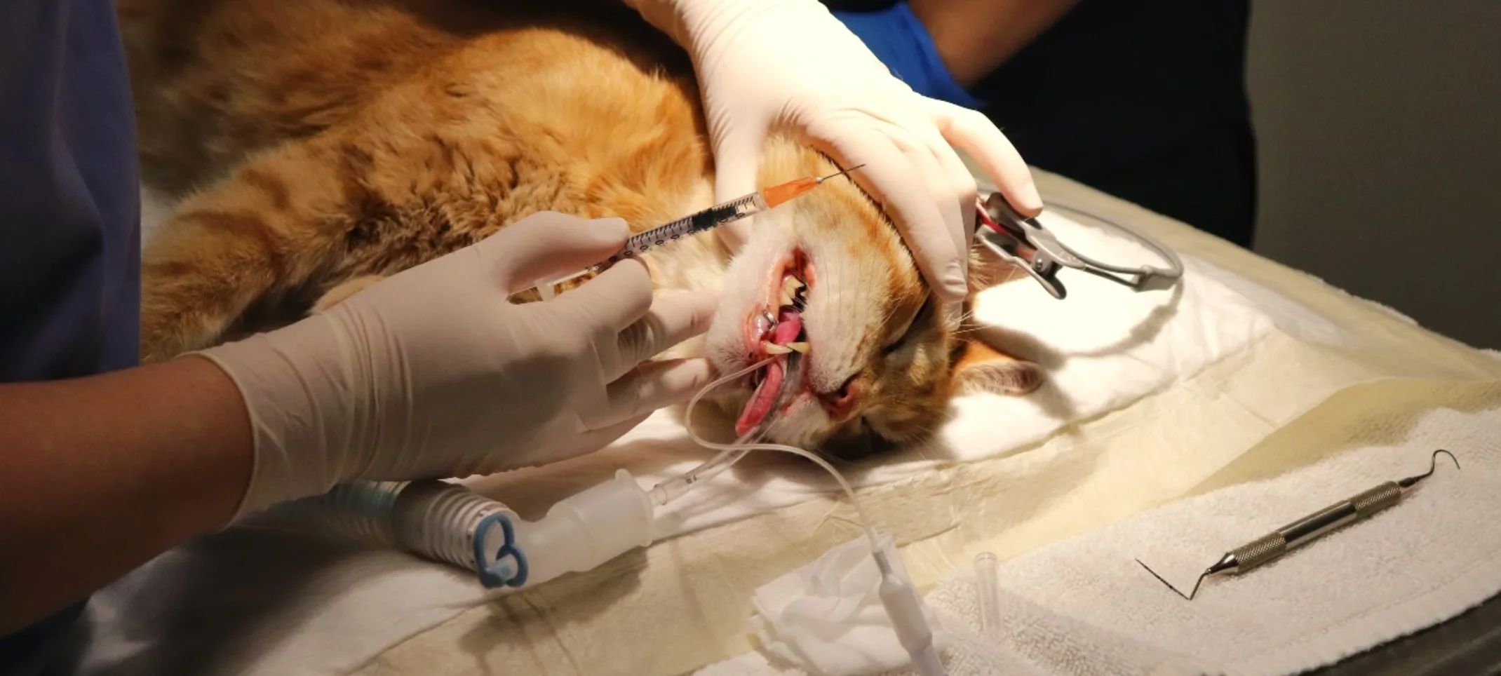 Orange cat receiving dental surgery.