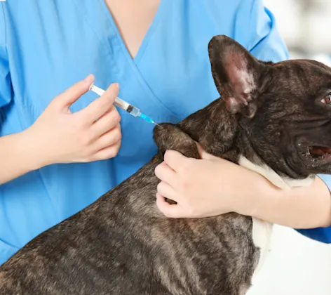 Black Dog Getting Vaccinated by Veterinarian Black Dog Getting Vaccinated by Veterinarian