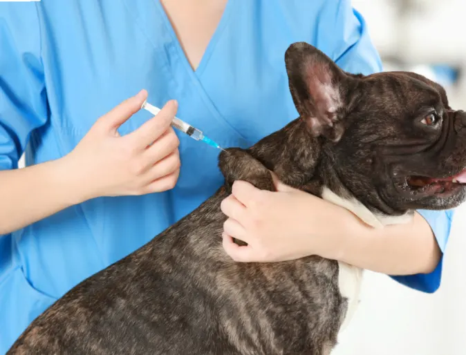 Black Dog Getting Vaccinated by Veterinarian
