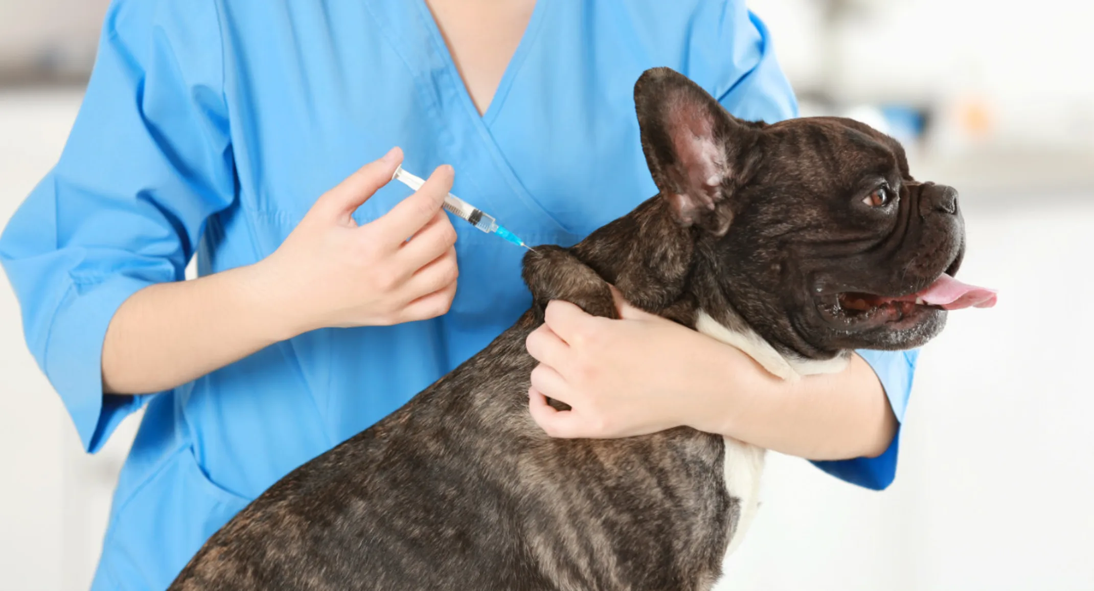 Black Dog Getting Vaccinated by Veterinarian