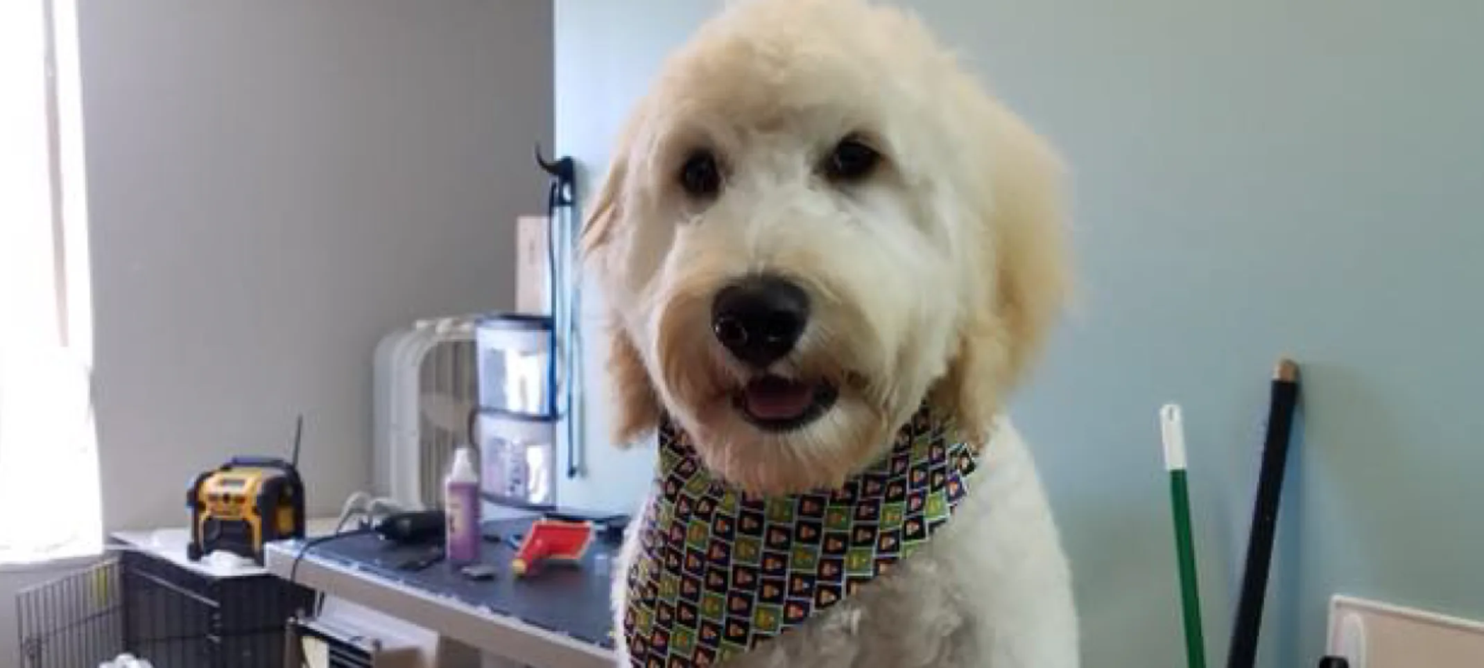 Dog on table grooming at The Pet Ranch