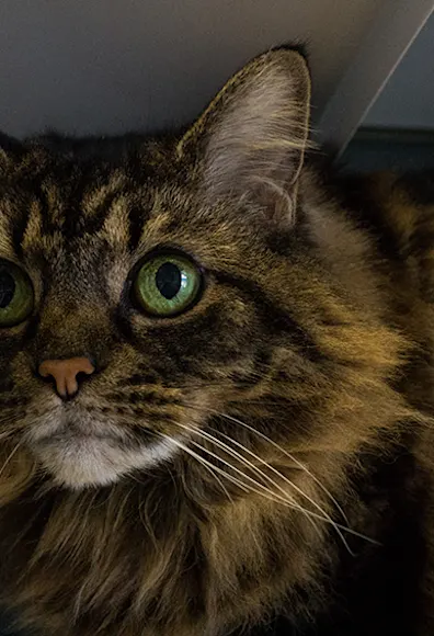 Cat boarding Cat boarding