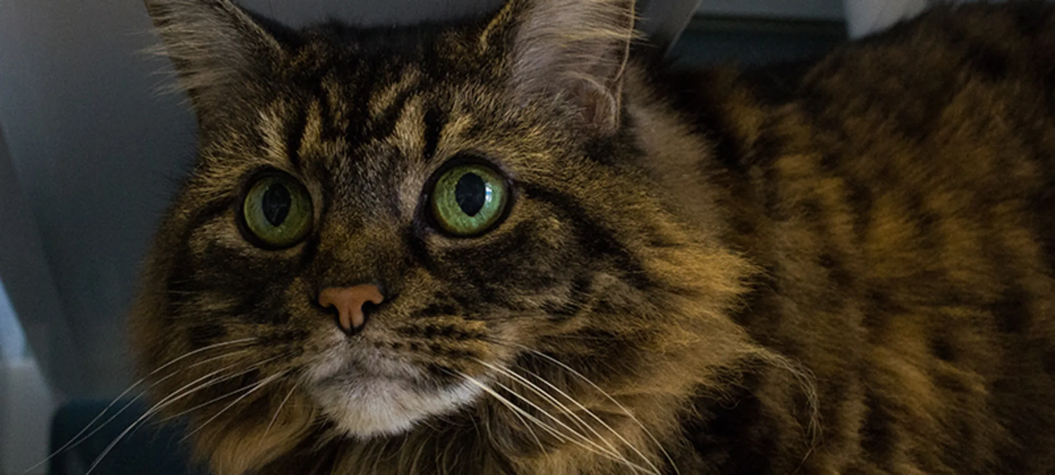 Cat boarding Cat boarding