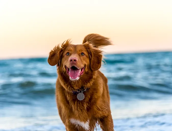 Happy dog running through water at the beach Happy dog running through water at the beach
