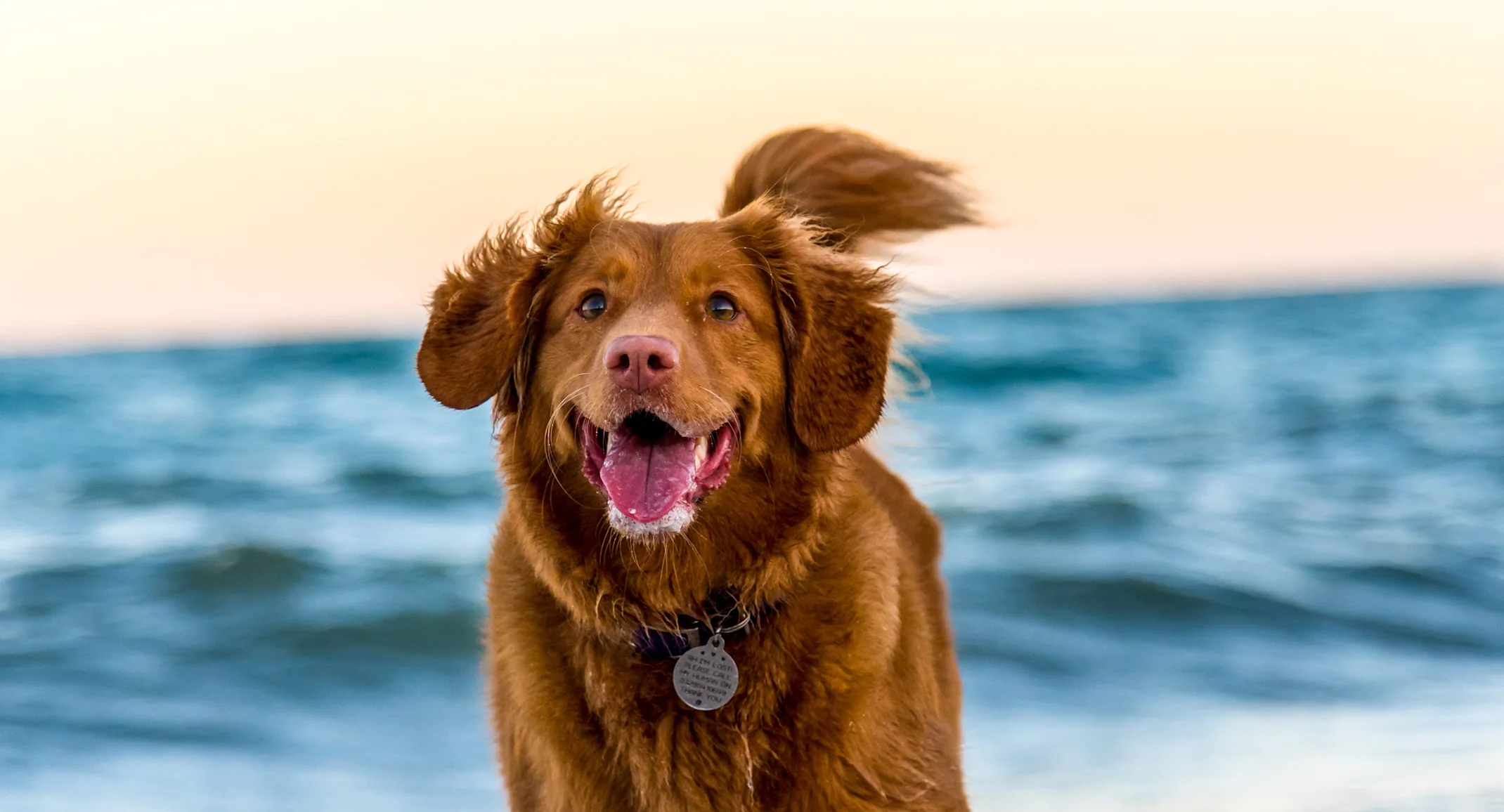 Happy dog running through water at the beach Happy dog running through water at the beach