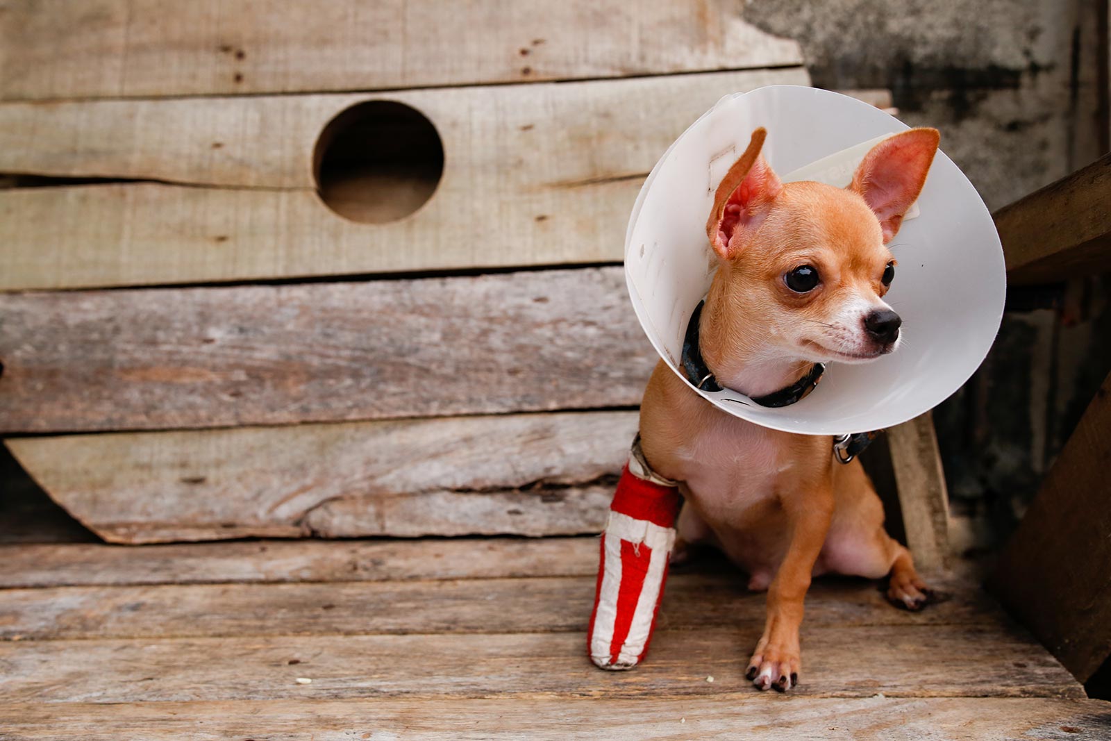 Chihuahua wearing cast and cone while sitting on bench