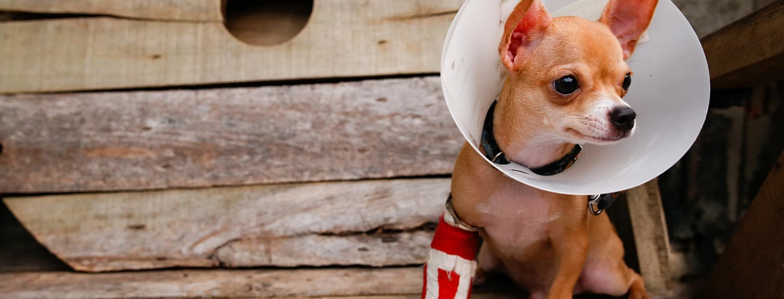 Chihuahua wearing cast and cone while sitting on bench Chihuahua wearing cast and cone while sitting on bench
