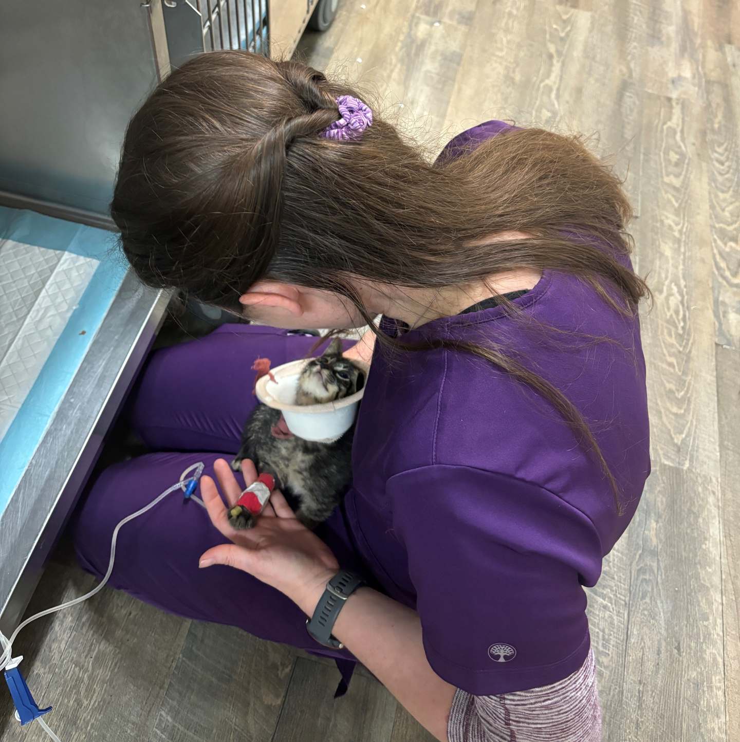 Staff holding a kitten