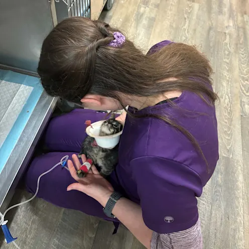Staff holding a kitten Staff holding a kitten