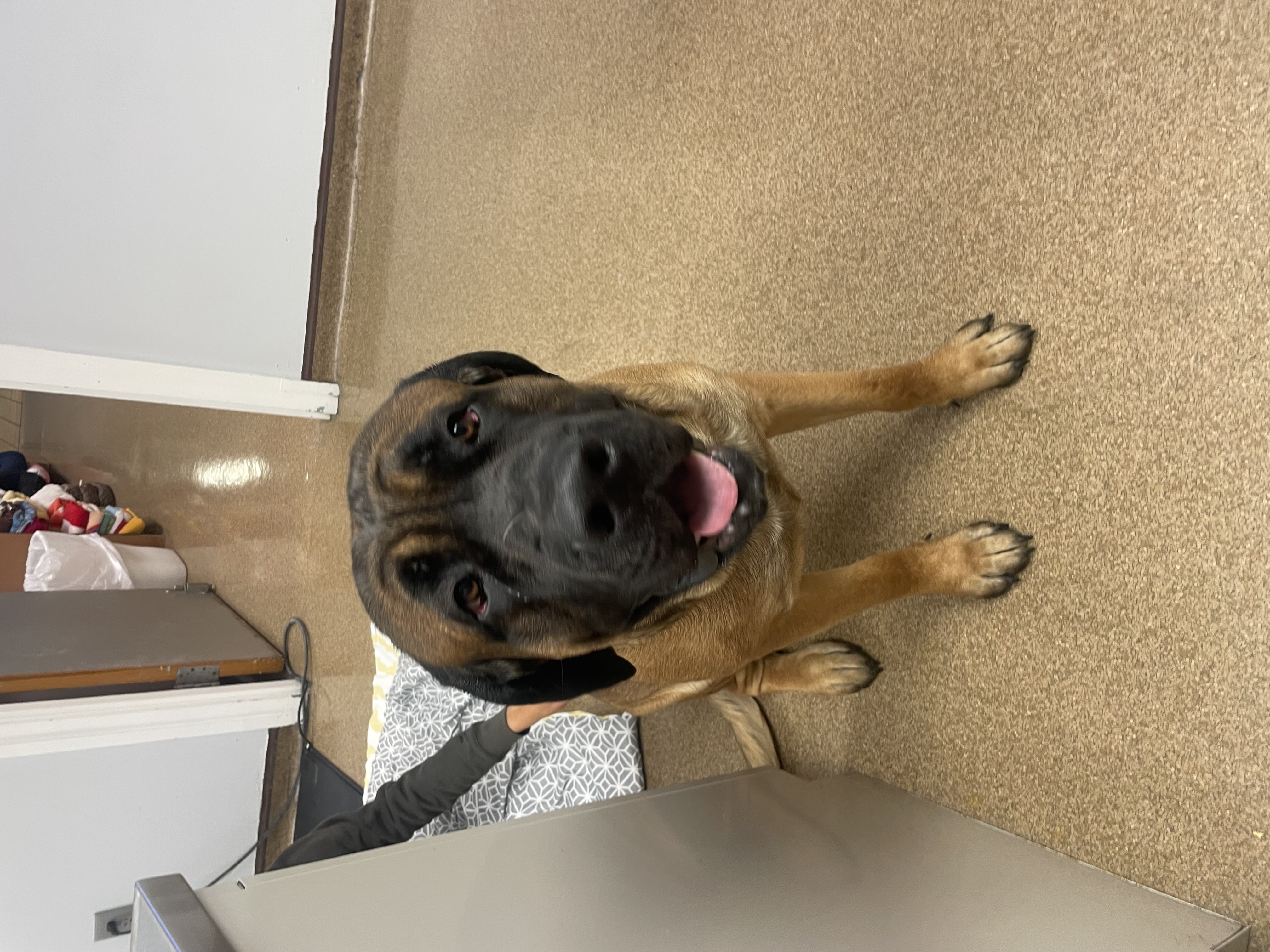 NVA - Ferry Farm Animal Clinic 1097 - Brown and Black Dog